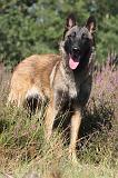 MALINOIS 060